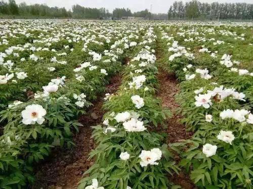 观赏牡丹种植基地